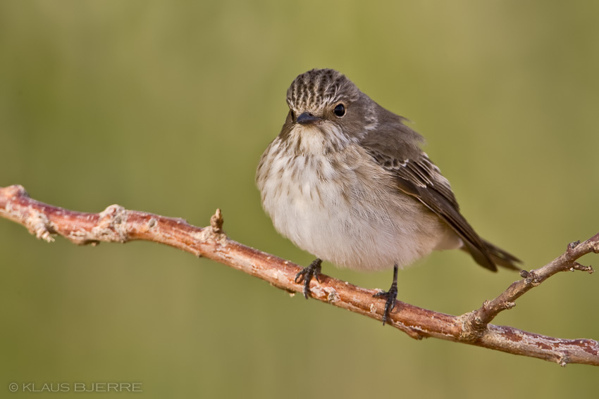 Spotted Flycatcher_KBJ9046.jpg - Spotted Flycatcher - Kibbutz Neot Semadar